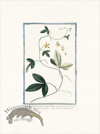 Bonelli 371 Passion flower